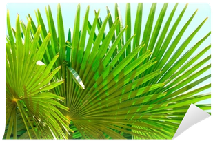 Grass (400x400), Png Download