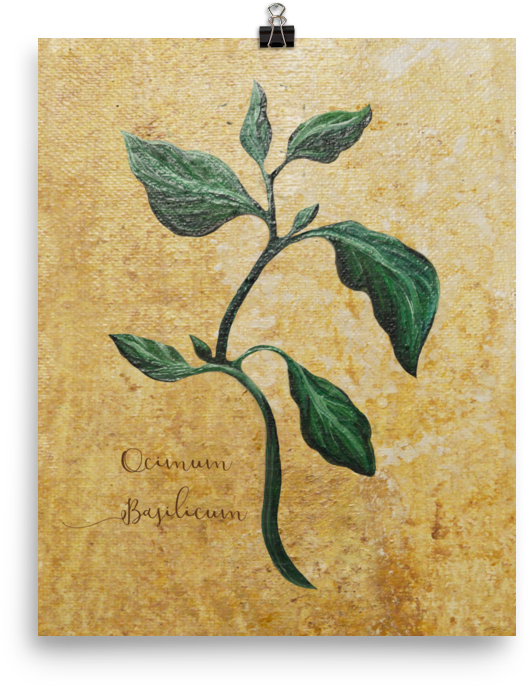 Bay Laurel (1000x1000), Png Download