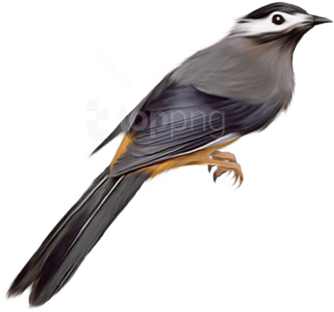 Free Png Download Birds Png Images Background Png Images - Pajaros Png Sin Fondo (850x779), Png Download