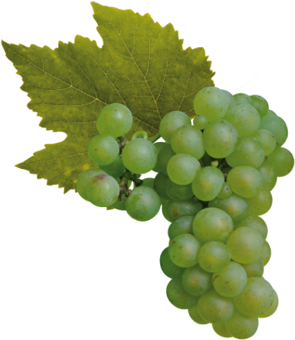 Cantine Ca' Baradei Chardonnay - Pinot Noir Grapes Png (600x600), Png Download