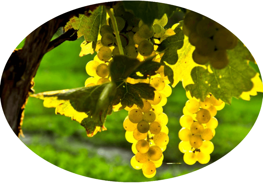 We Have Amazing Grapes (897x625), Png Download