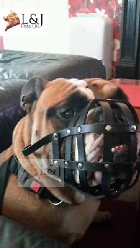 british bulldog muzzle