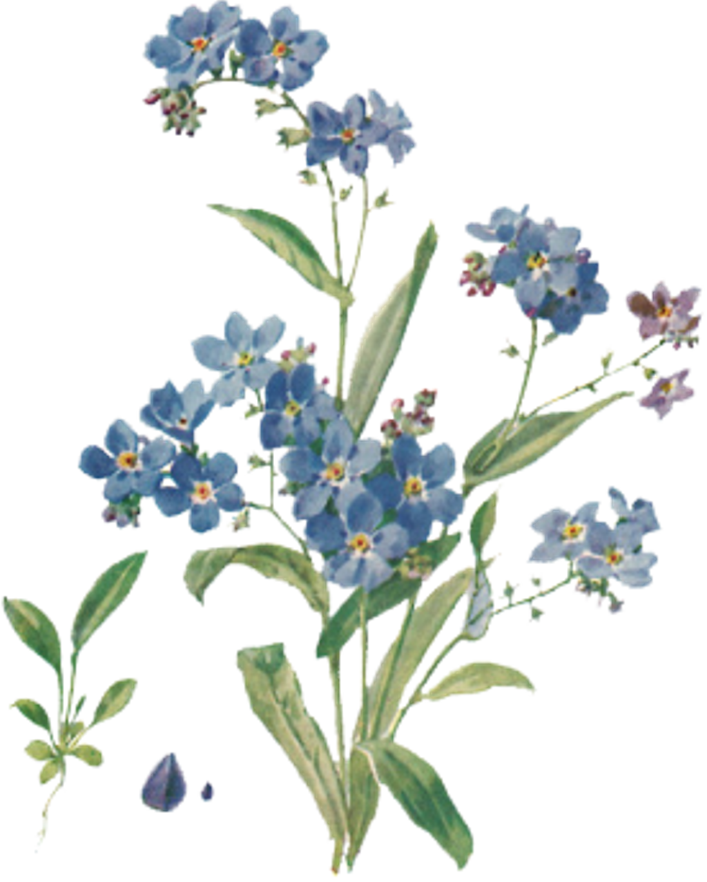 #flower #tumblr #forgetmenots #aesthetic #blue #freetoedit - Forget Me Nots Transparent (1024x1276), Png Download