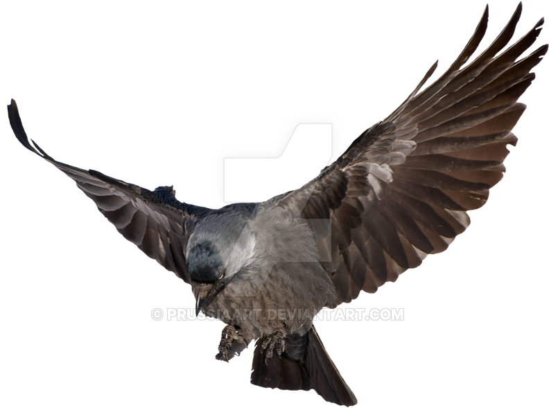 Prussia Clipart Transparent Background - Raven Flying Transparent Background (1024x724), Png Download