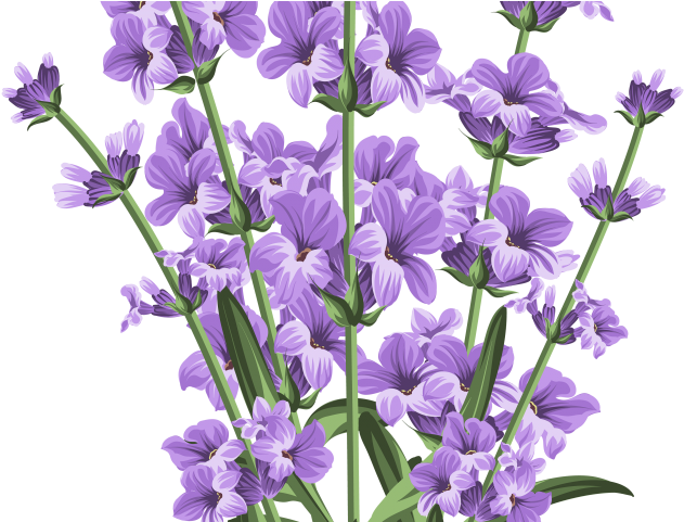 Lilac Clipart Lavender Flower - Lavender Flower Lavender Transparent Background (640x480), Png Download