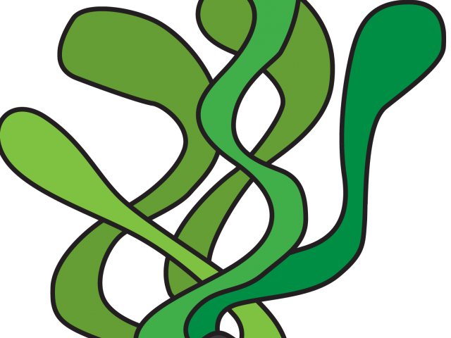 Sea Plants Cliparts - Transparent Background Seaweed Clipart (640x480), Png Download