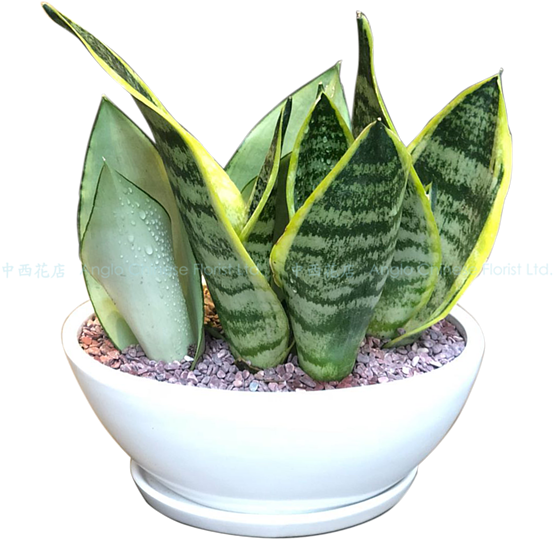 Snake Plant Pt1801 - Houseplant (600x600), Png Download
