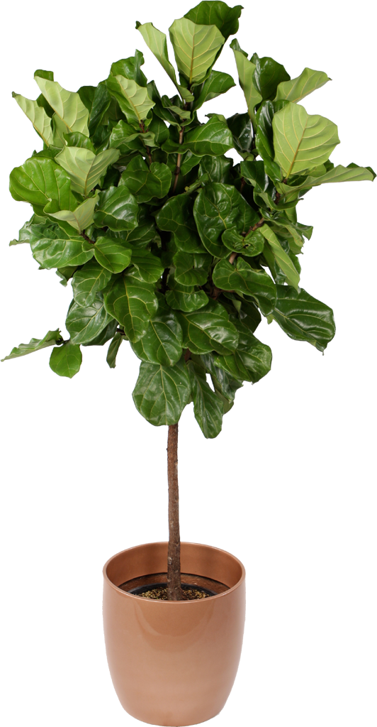 Download Hd Ficus Lyrata Standard Interior Plants Indoor Office Plants Tree Transparent Png Image Nicepng Com