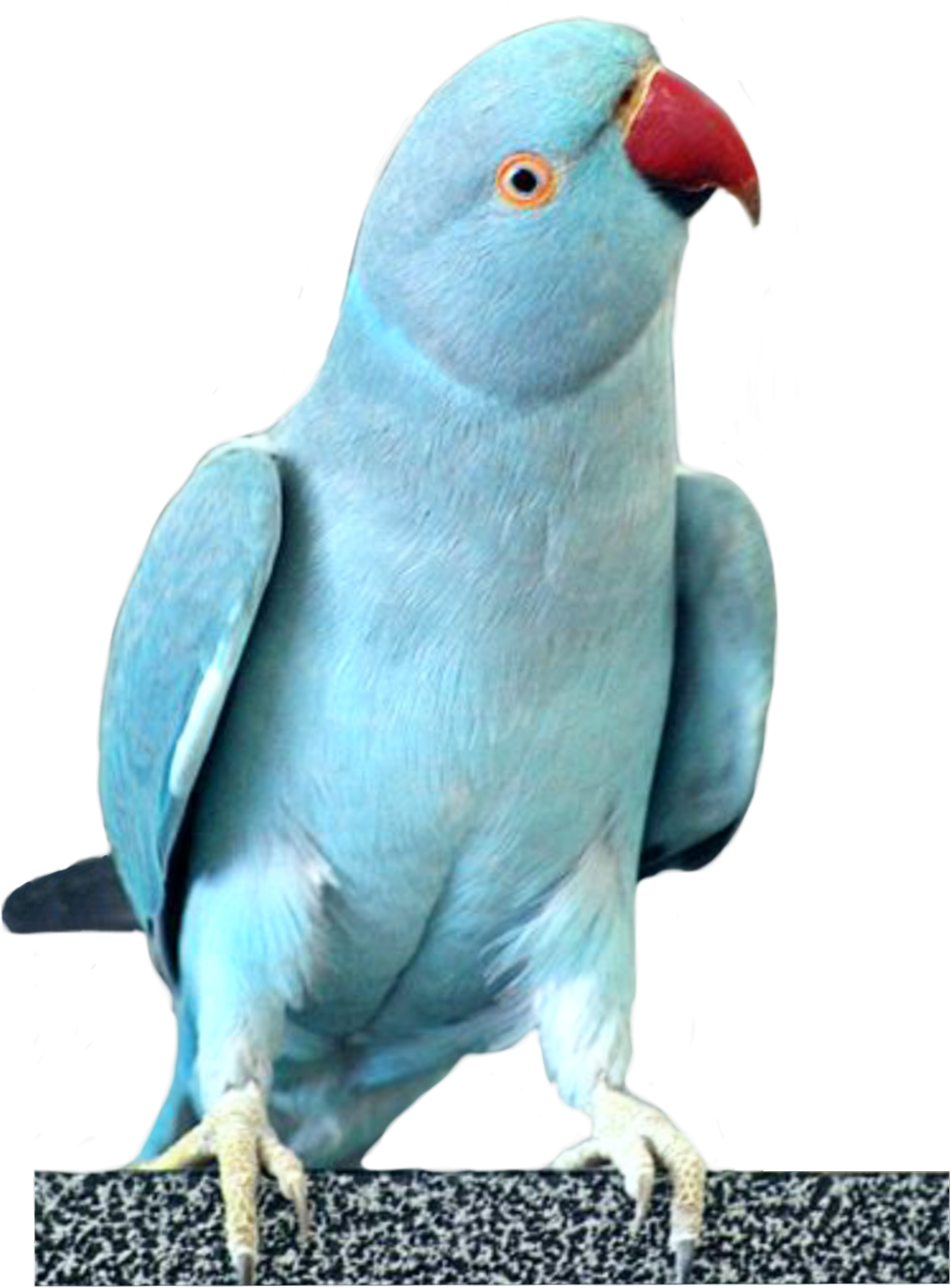 #parrots #parrot #cockatoo #bird #birds #sky #fly #blue (1024x1365), Png Download
