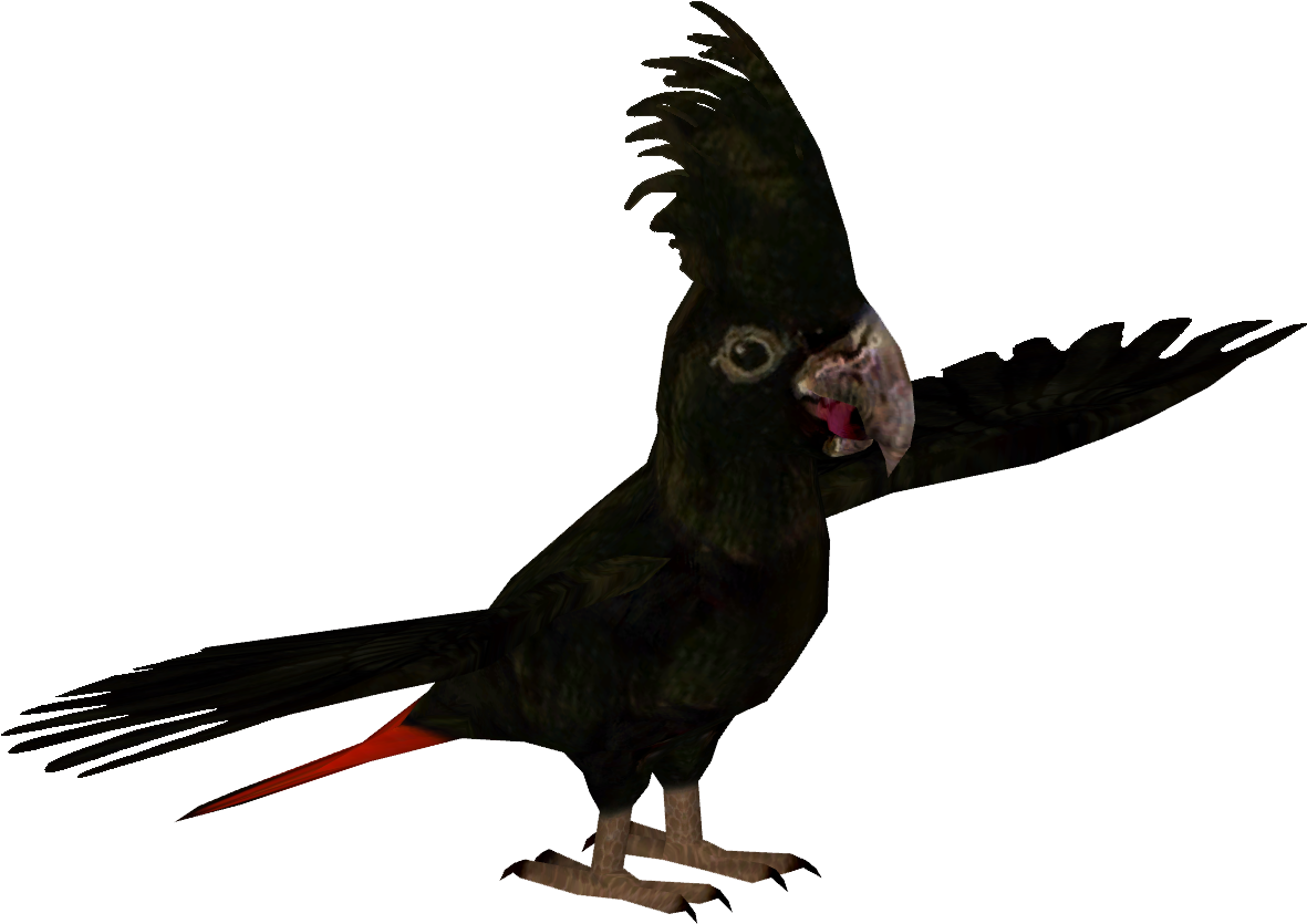 Banksian Cockatoo - Cockatoo (1180x1180), Png Download