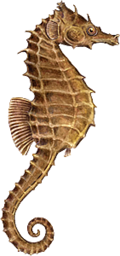 Seahorse Png, Download Png Image With Transparent Background, - Sea Horse Png (400x851), Png Download
