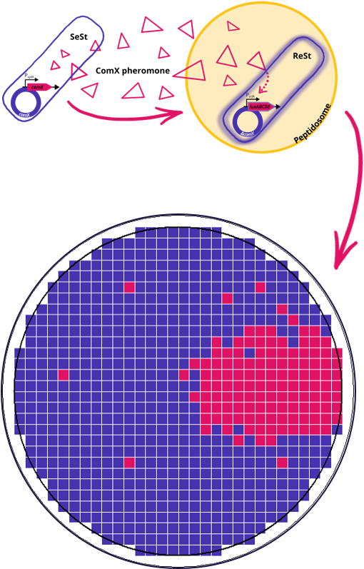 At A Glance - Circle (529x807), Png Download