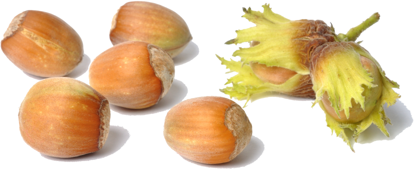 Our Strengths - Chestnut (1000x664), Png Download