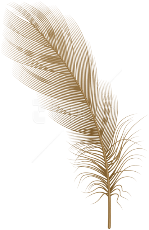 Download Feather Brown Png Clipart Png Photo - Illustration (480x741), Png Download