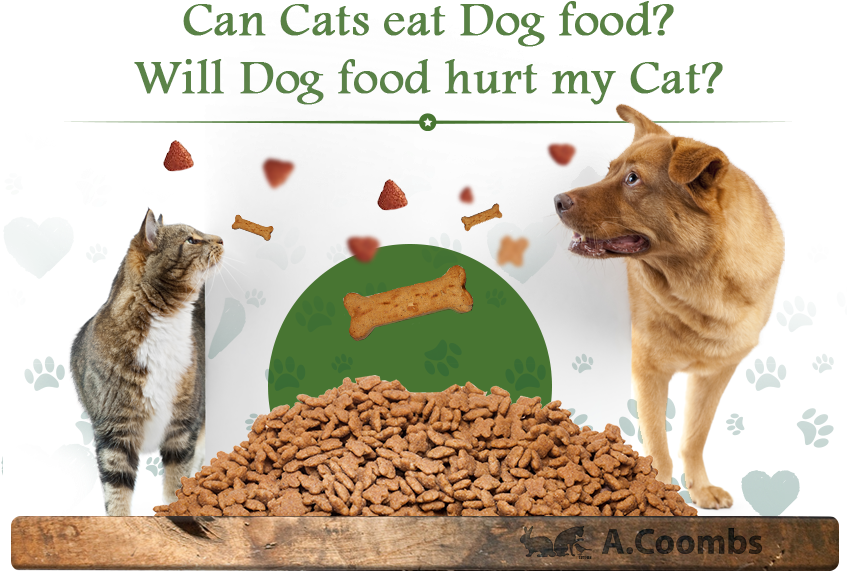 Can Cats Eat Dog Food Will Dog Food Hurt My Cat - Cat (849x588), Png Download