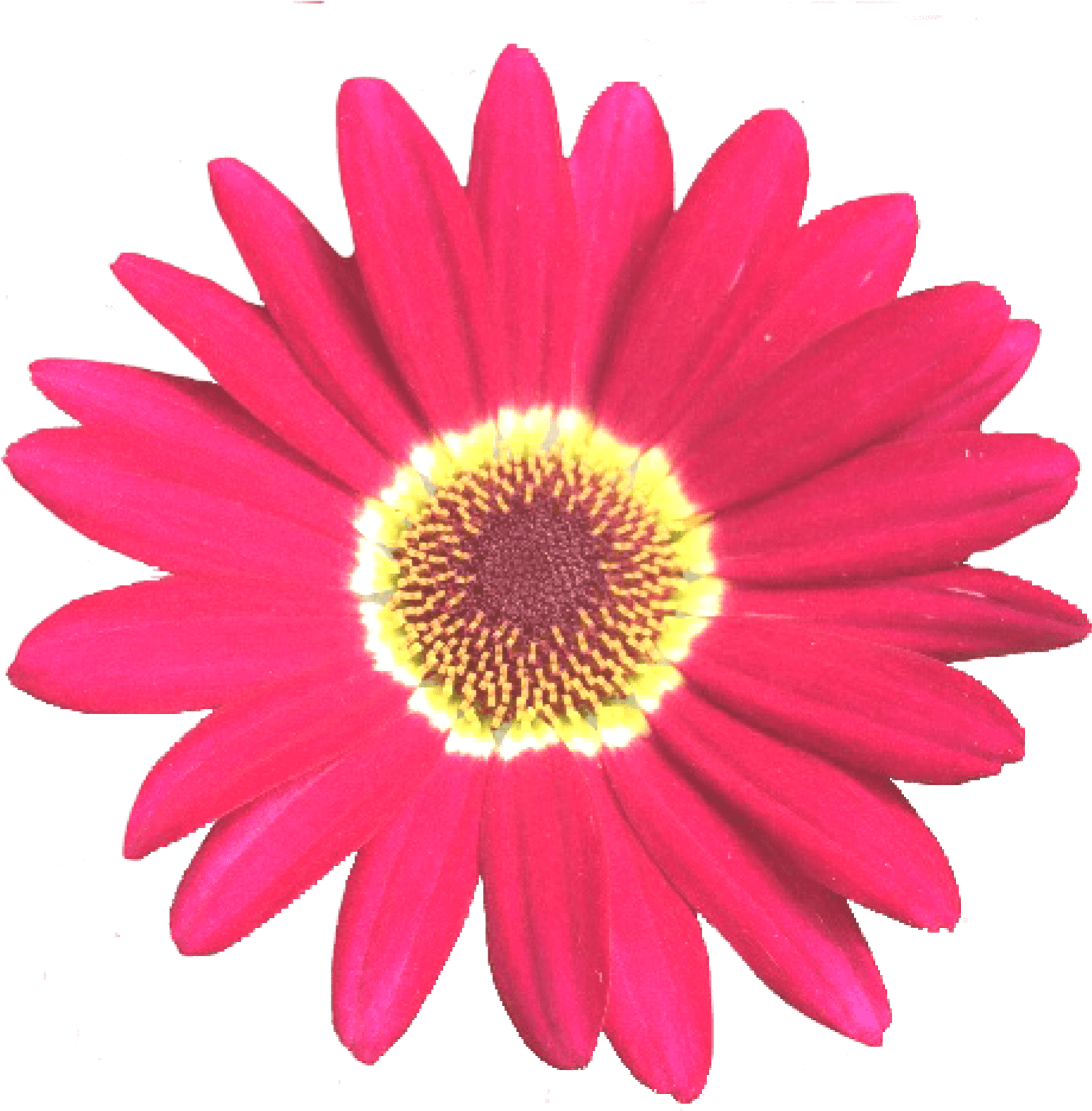 Grandaisy Red 6 Cm Daisy Flowers Early Blooming Argyranthemum - Bp Scholarship (1840x2316), Png Download