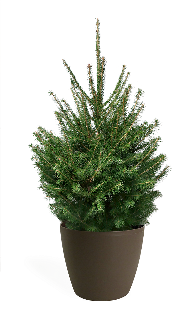 3' Living Norway Spruce Christmas Tree - Tesco Real Christmas Trees (700x1139), Png Download