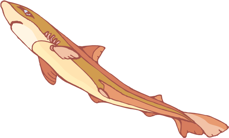 Shark Clipart - Tiger Shark (750x455), Png Download