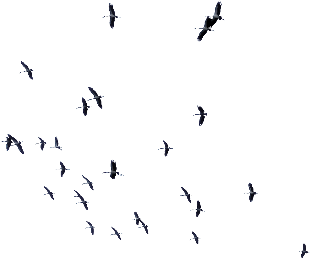 #ftesticker #birds #bird #fly #flying #sky #forest - Flock (1024x820), Png Download