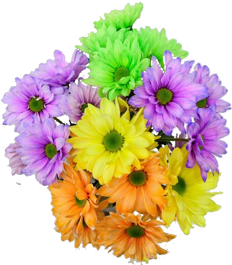 Easter Roses, Beautiful Roses, Best Flowers, Retail - African Daisy (600x600), Png Download