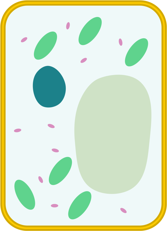 Location - Plant Cell (775x1023), Png Download