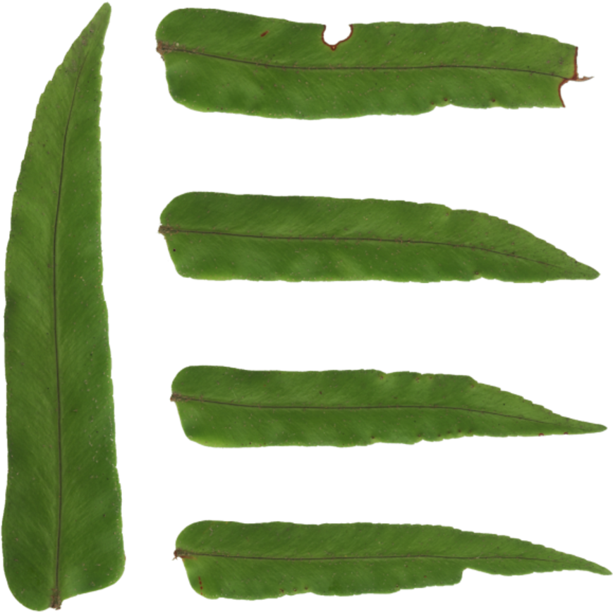 Fern Leaves - Hawkweed (900x900), Png Download