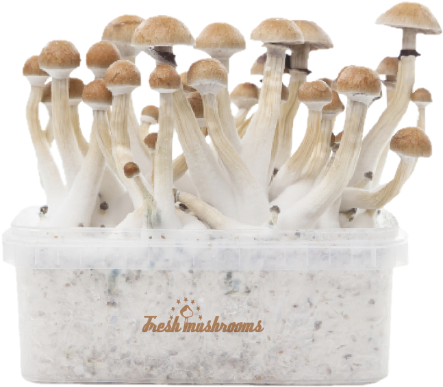 Thai Xp Kit De Cultivo De Setas Alucinógenas - Freshmushrooms Growkits (800x800), Png Download