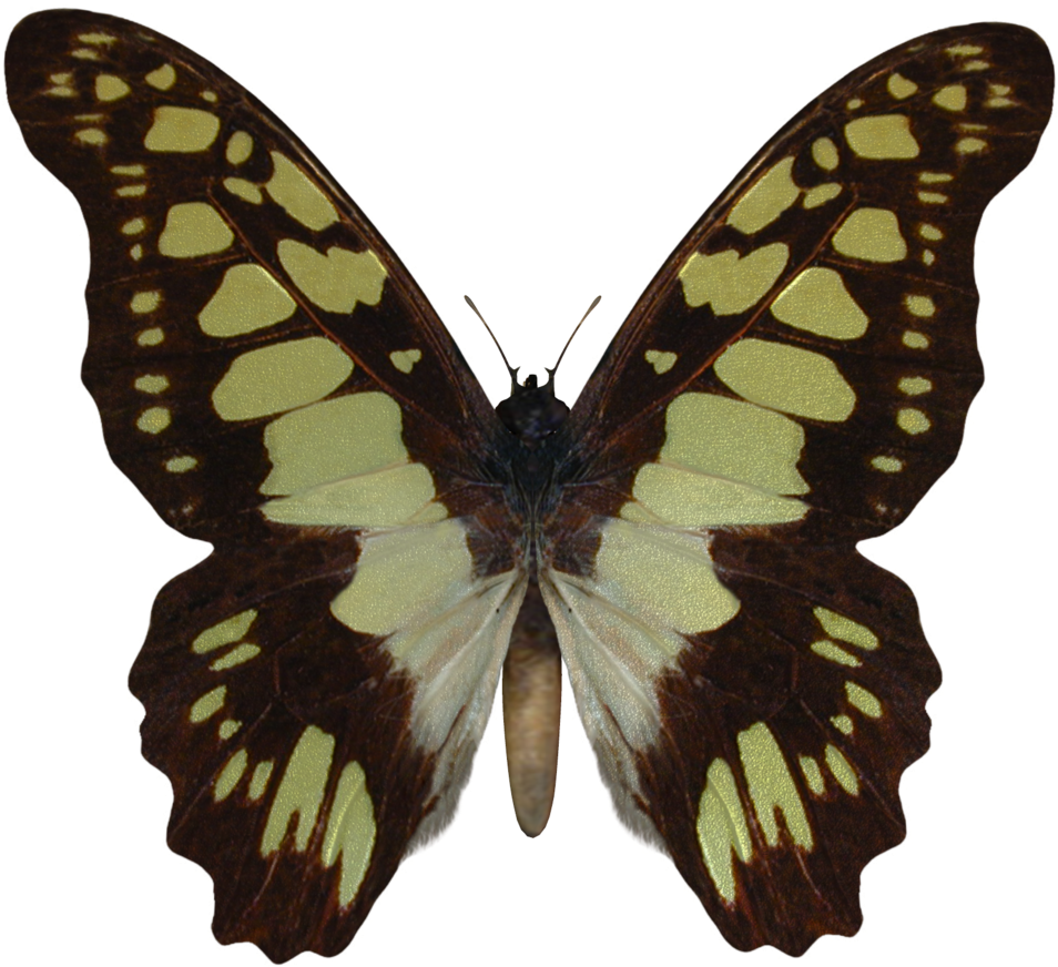 974kib, 1006x888, 146696357017703 - Butterfly Stock (1006x888), Png Download