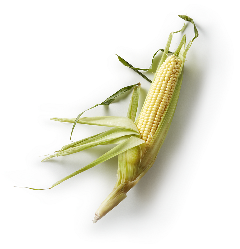 Hominy - Net-winged Insects (900x894), Png Download