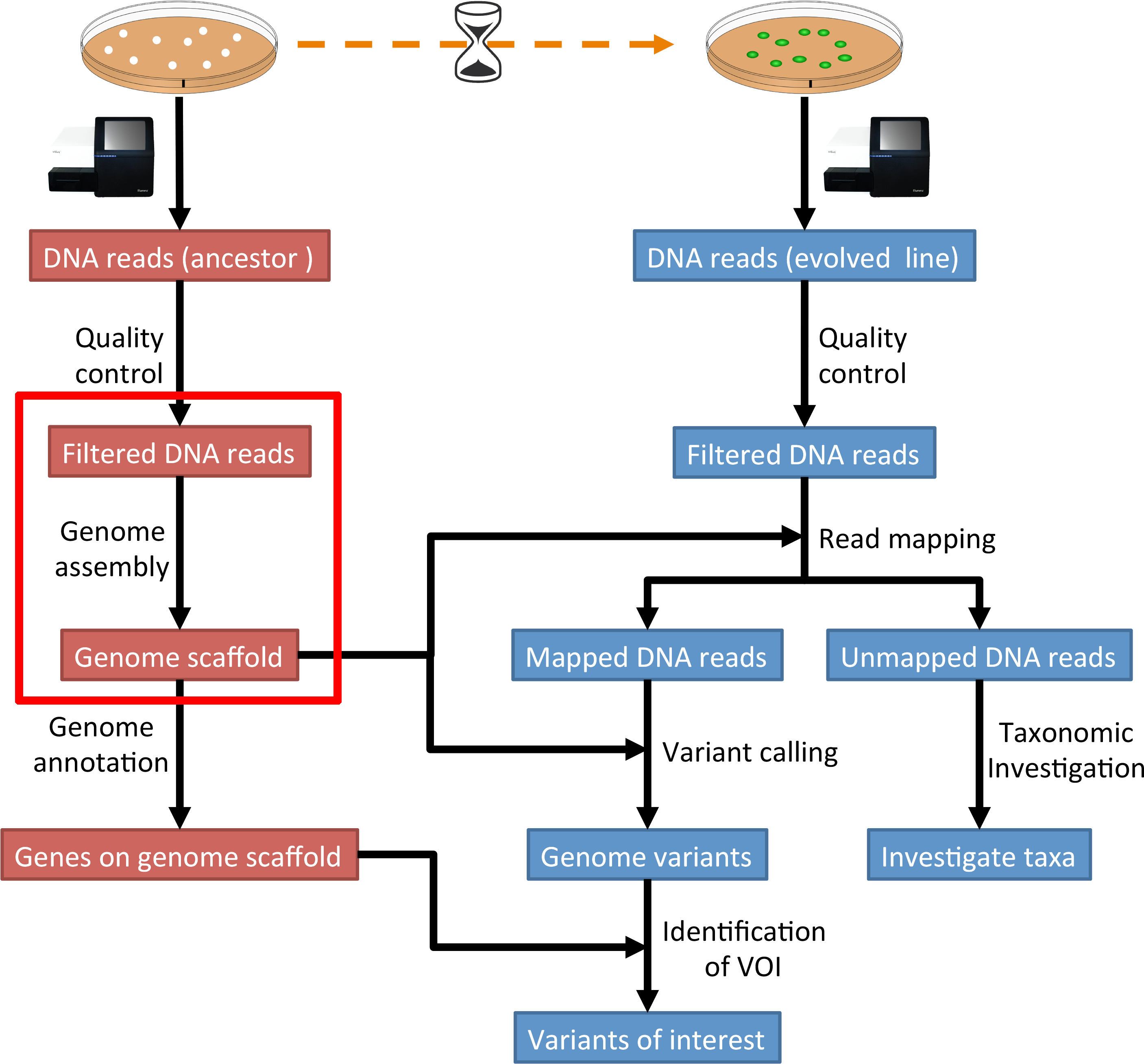 Images/workflow2 - Genome Annotation (2997x2949), Png Download