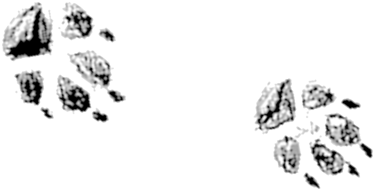 Two - Illustration (1000x450), Png Download