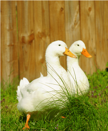 Pet Ducks (870x420), Png Download