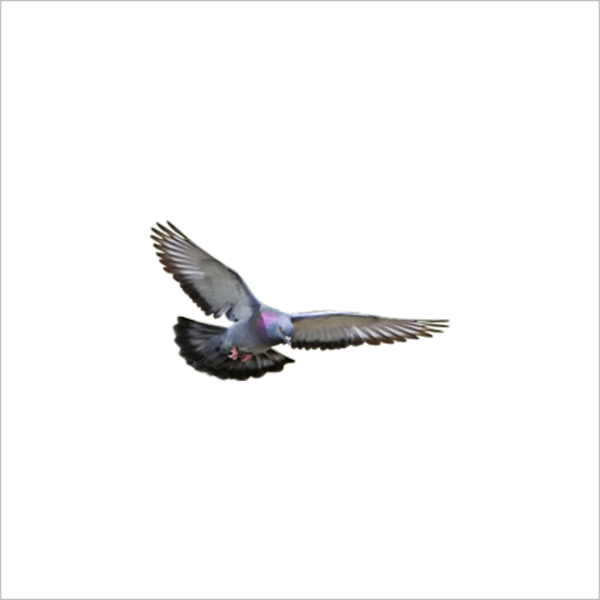 Flying Pigeon - Burung Merpati Png (600x600), Png Download