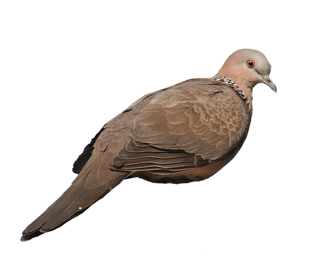 Rock Homing Pigeon Stock Columbidae Gray Galliformes - Pigeons And Doves (1172x1035), Png Download