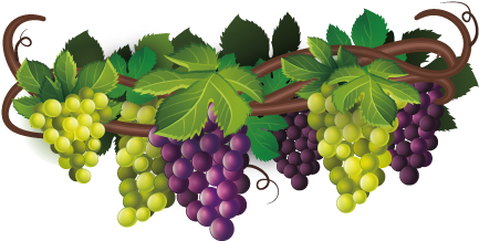 Hand Painted Purple Grapes - De Raisin Png (567x567), Png Download