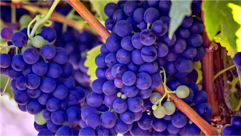 Medium Image - Grapes In The Bible Mean (800x451), Png Download