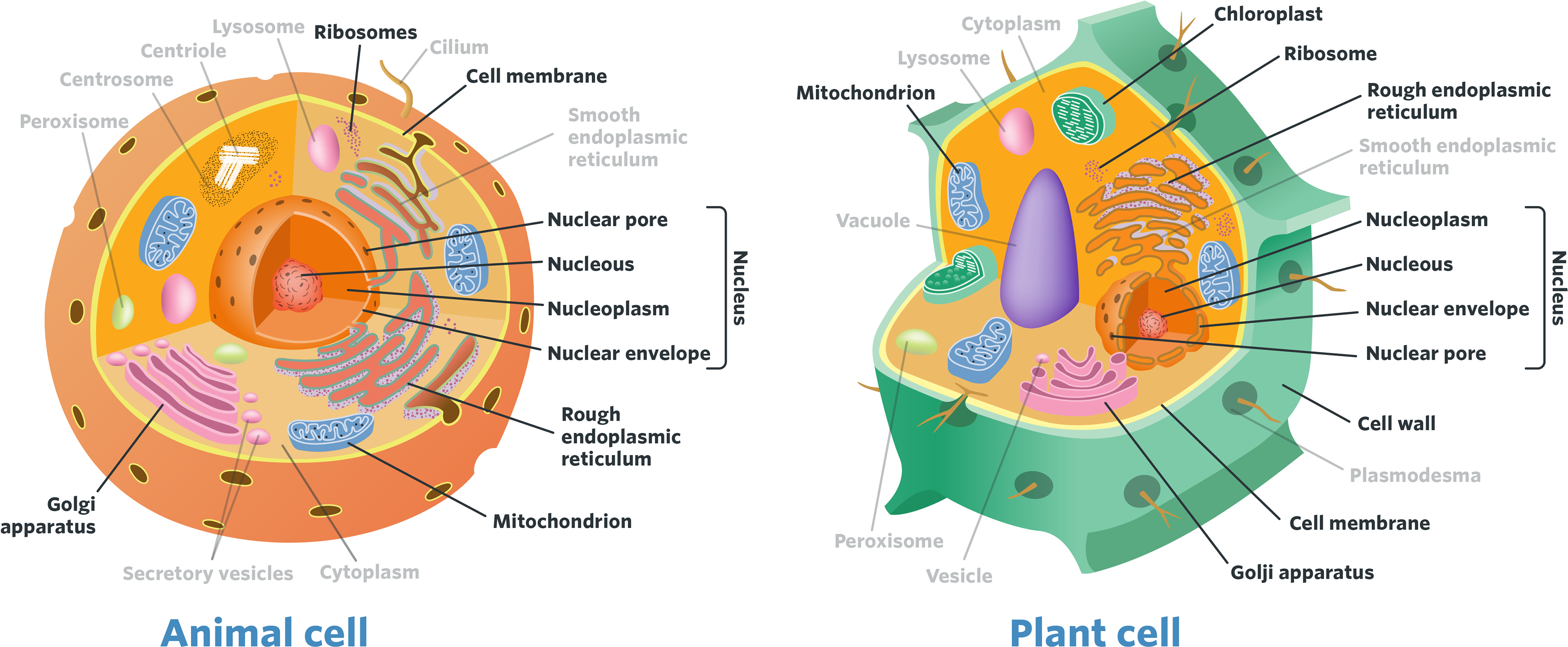 Circle (3840x1758), Png Download