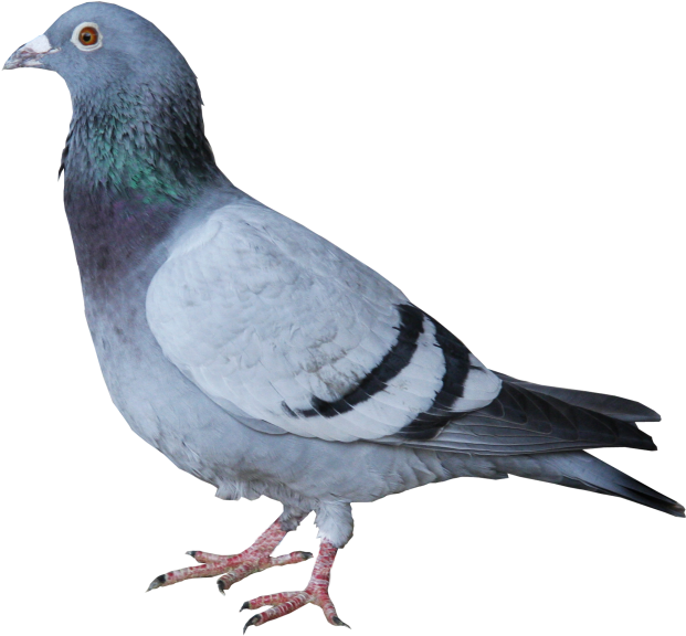 Pigeon - Taube Grau (866x650), Png Download