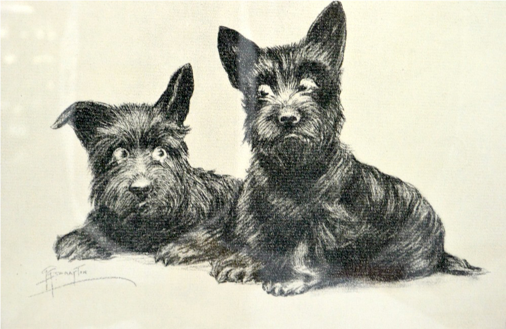 Vintage Signed Scottie Dogs Print Grace G - Scottish Terrier (1000x1000), Png Download