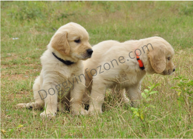Doggy Info Zone Golden Retriever Puppy - Dog Catches Something (640x640), Png Download