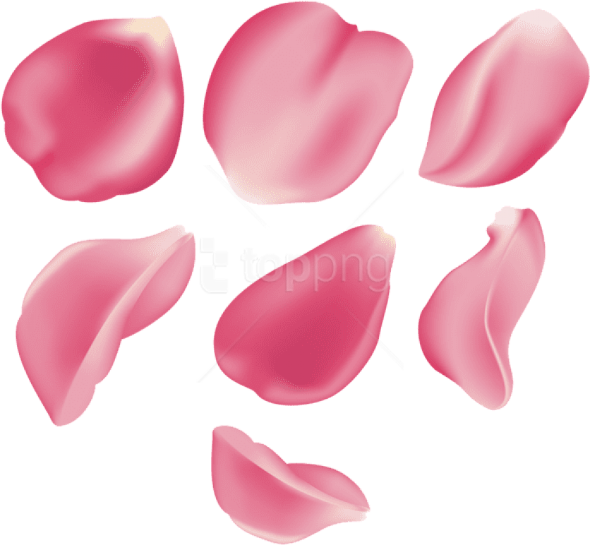 Free Png Download Rose Petal Set Pink Transparent Png - Pink Rose Petal Png (850x782), Png Download