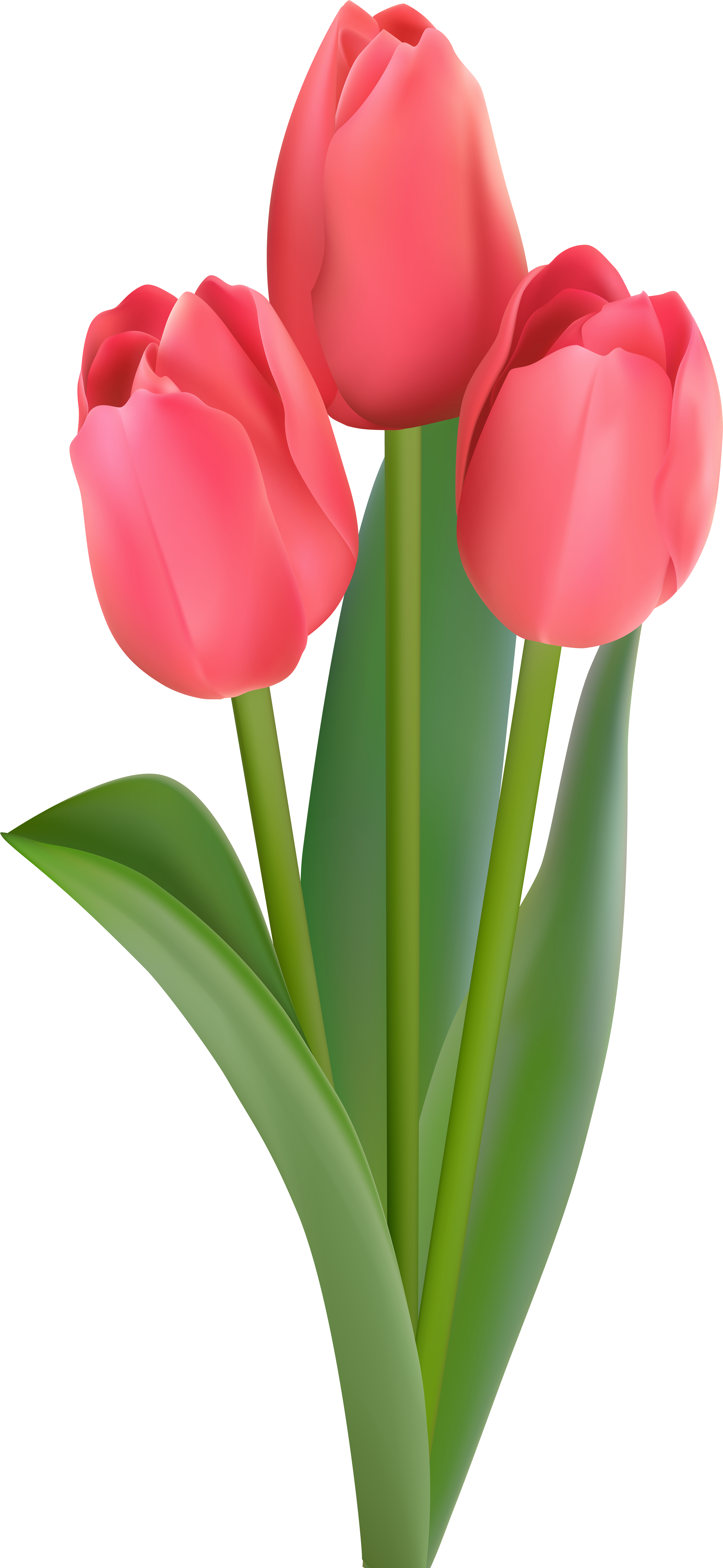 Tulips Transparent Clipart (3718x8000), Png Download