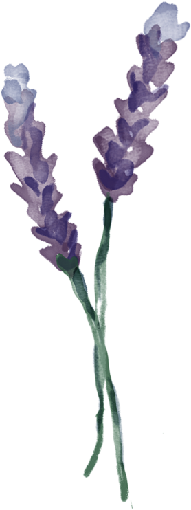 Lavender Vertical - “ - Веточка Лаванды Png (800x801), Png Download