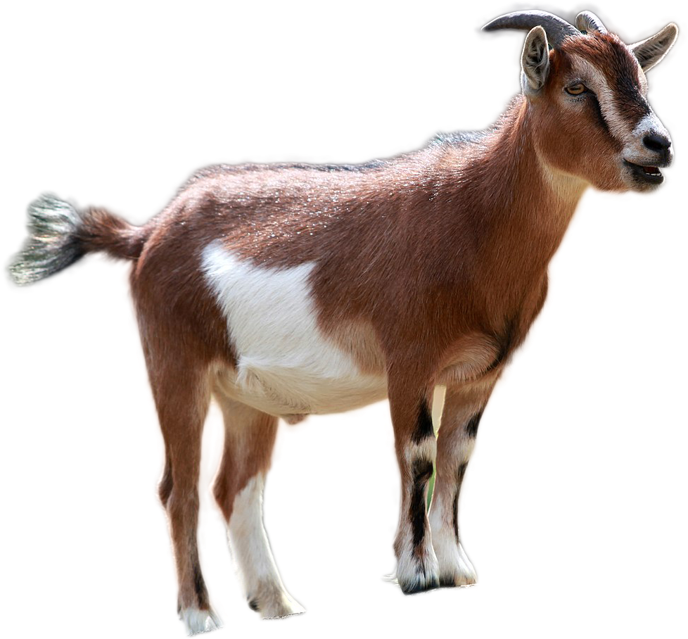Goat Png Image - Baby Goat Kid (1200x1200), Png Download