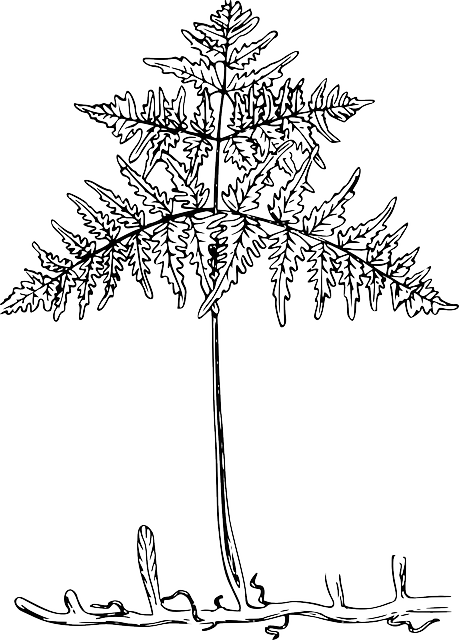 Outline, Tree, Roots, Plant, Leaves, Bracken - Transparent Leaf Roots (459x640), Png Download