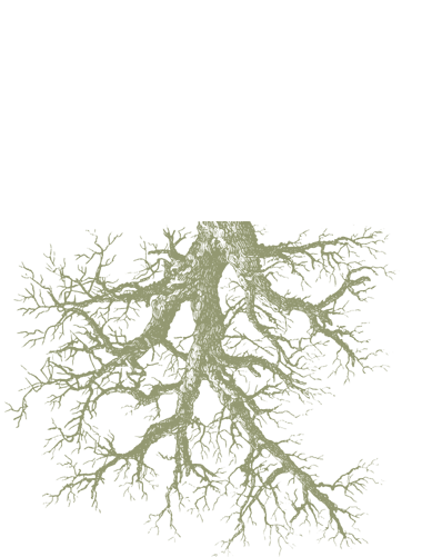 Manage More Than Money - Lodgepole Pine (398x501), Png Download