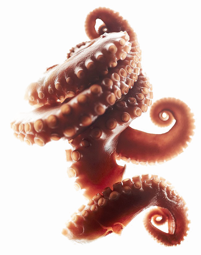 Octopus Tentacles Png Clipart - Octopus Tentacles Curled (650x826), Png Download