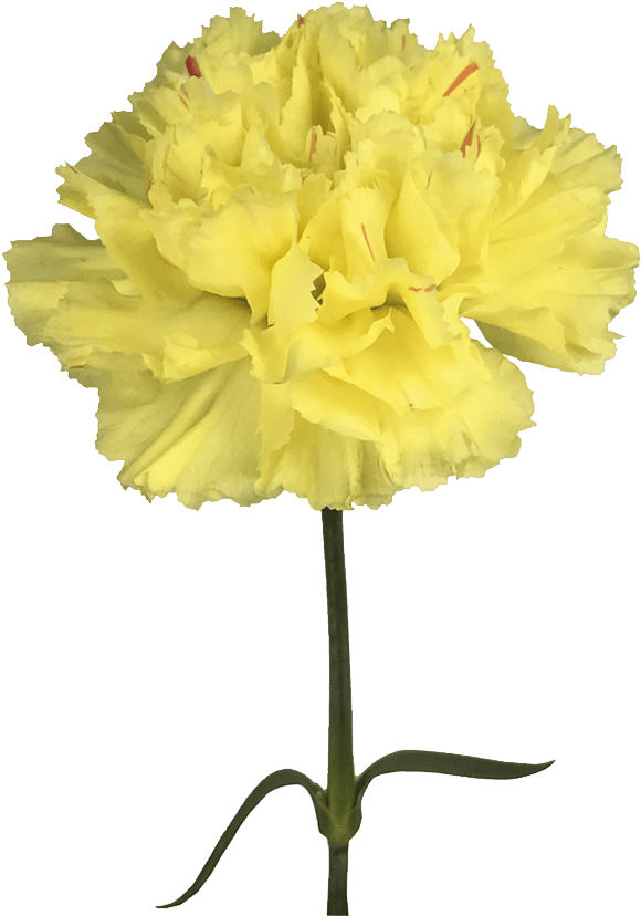 Yellow (1100x1100), Png Download