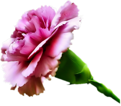 Carnation Pink-lg - Carnation Flower (387x340), Png Download
