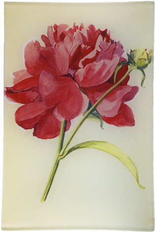 Peony 3 Peony - Peony (500x500), Png Download